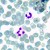 Mikroskop biologiczny ?yfrowy MAGUS Bio D230TL-1771419