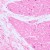 Mikroskop biologiczny ?yfrowy MAGUS Bio D230TL-1771420