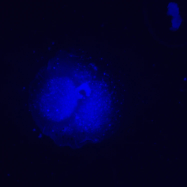 Odwrócony mikroskop fluorescencyjny cyfrowy MAGUS Lum VD500L-1791440