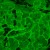 Odwrócony mikroskop fluorescencyjny cyfrowy MAGUS Lum VD500L-1791438