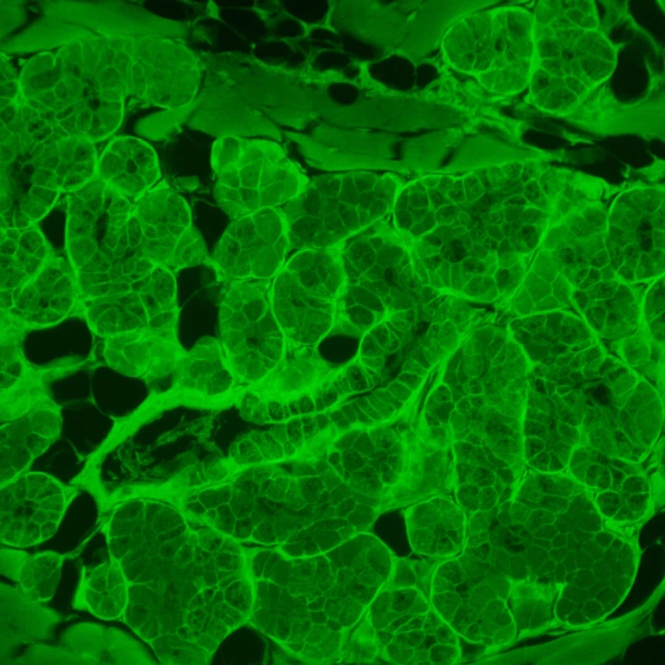 Odwrócony mikroskop fluorescencyjny cyfrowy MAGUS Lum VD500L-1791438