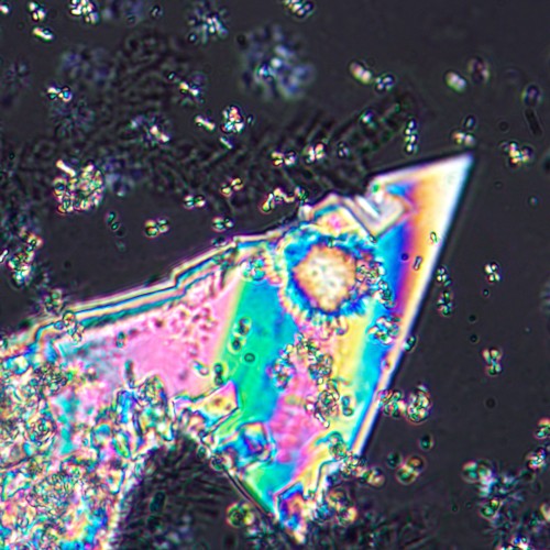 Mikroskop polaryzacyjny cyfrowy MAGUS Pol D800 LCD-1771513