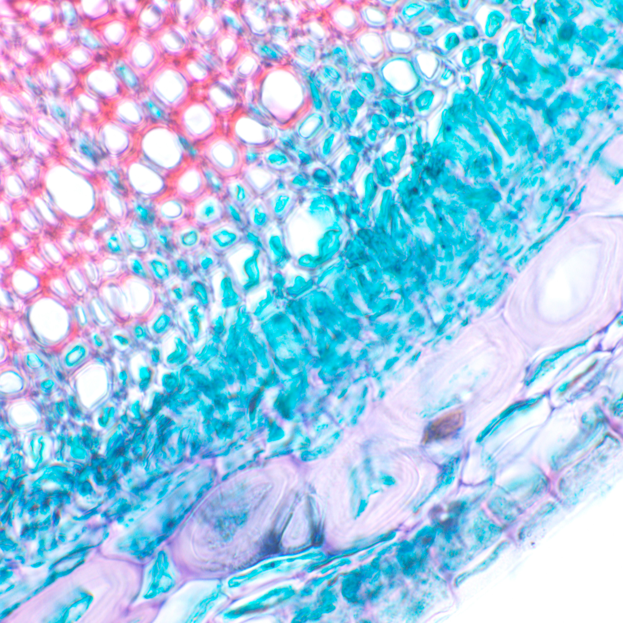 Mikroskop biologiczny ?yfrowy MAGUS Bio D230T-1771412
