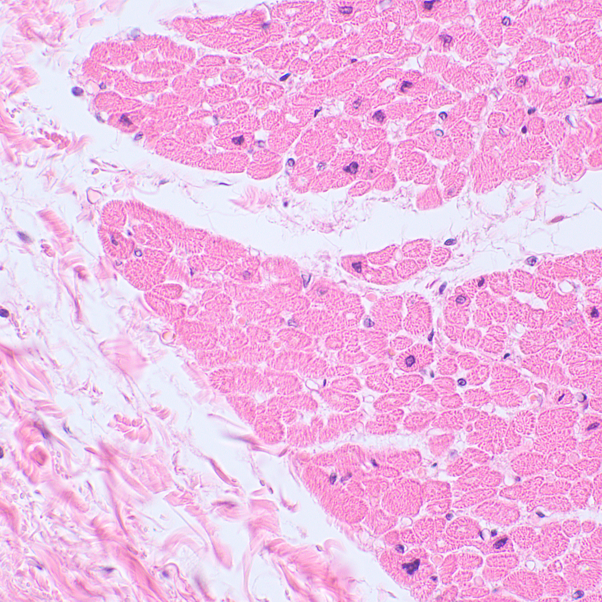 Mikroskop biologiczny ?yfrowy MAGUS Bio D230TL-1771420